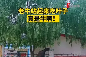 27日，西藏， #一头老牛站起来吃柳树叶子，经常这样吃，厉害了！ @🌙 视频封面