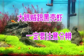大眼贼跟黑壳虾一定要分清楚  我吃了很多次亏了🙈🙈🙈视频封面