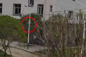又气又笑！熊孩子被爷爷吓唬要打他爬上了电线杆视频封面
