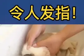 小狗被人虐得浑身是伤，希望找到虐狗者的猛戳❤️！@抖音短视频 #虐狗 #爱护动物视频封面