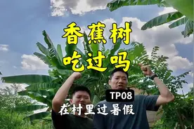 香蕉树你吃过吗？能吃吗？什么味？我们吃了，意想不到的味道。视频封面