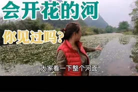 在桂林西部，百寿古镇，有一条会开花的小河，“水性杨花”，对海菜花来说并不是贬义词#自驾游#旅行#房车生活视频封面