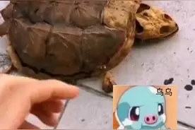 一别8个月，回来你变壳了😭……#武汉学生返校发现乌龟只剩骨架视频封面