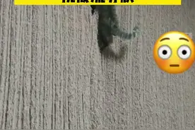 纯猫爪打造？两年时间里四只猫把窗帘挠成流苏状视频封面