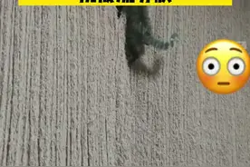 纯猫爪打造？两年时间里四只猫把窗帘挠成流苏状视频封面
