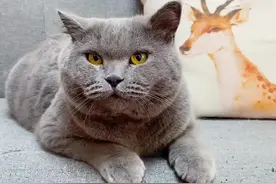 看来猫咪真能靠气味识别主人啊，除了傻子#萌宠出道计划 #猫咪的迷惑行为视频封面