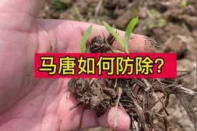 旱直播田马唐如何防除？#农作物农技110 #新农人计划 #抖音新农人视频封面