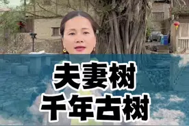 你见过这么大的榕树吗？#福建漳州 #云水谣 #古树 #厦门金姐 #旅行大玩家视频封面