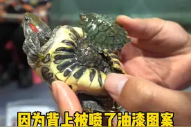 你家里有没有这样的龟，看到最后是不是很解压呢？ #龟 #宠物 #萌宠#巴西龟视频封面