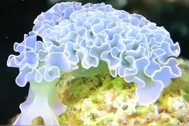 海洋废物联盟，用上亿年时间证明了“只要足够废，就没人能利用你”#抖音自然 #海蜘蛛 #涨知识 视频封面