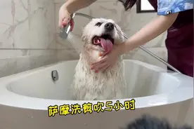在家里给大白萨摩狗狗洗澡剪毛～全过程体验#宠物spa #宠物洗澡视频封面