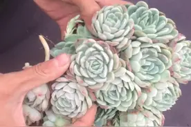 好看又好繁殖的冰梅#冰莓的繁殖视频封面