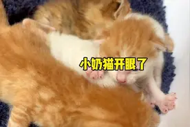 绑架的小奶猫后续 — 小猫十天就全部开眼了，目前状态都很健康视频封面