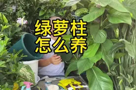 绿萝柱，大叶绿萝怎么养才能更旺盛呢？5-7浇水一次视频封面