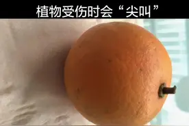 某国研究发现，某些植物切开时 ，它会惨叫，只是频率太高，人耳听不见！视频封面