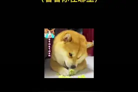 山东人酒量排行。#山东方言 #五壳栗子 #山东酒量视频封面