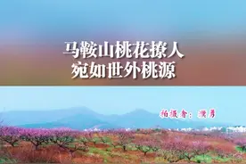#马鞍山市#当涂县护河镇桃花村，宛如世外桃源！#桃花 #三生三世十里桃花 #旅游 #美景 #航拍最美家乡#航拍视频封面