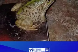 江西率先出台在养禁食野生动物处置意见#江西 #野生动物 #水产养殖视频封面