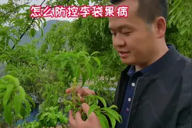 怎么防控李袋果病#三农 #抖音助农 #果树管理视频封面