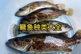 鳜鱼也叫桂鱼、桂花鱼、季花鱼、石花鱼,鳌花鱼等视频封面