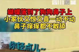 #蝴蝶落在了狗狗鼻子上 瞧把狗狗紧张得……你若够呆，蝴蝶自来。视频封面