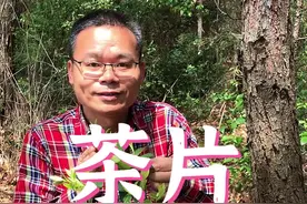 茶片口感像莲雾，有人说可以开发成水果，你们觉得呢？#新农人计划2022 #抖音自然 视频封面