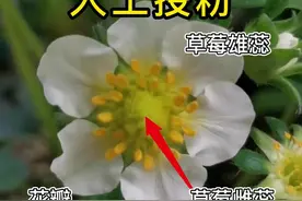 草莓 番茄 小黄瓜授粉保姆级教程。马上进入冬天了，室内阳台种植没有风和勤劳的小昆虫，一定要给草莓（番茄）人工授粉。有效避免畸形果，不结果的发生！#人工授粉 #草莓人工授粉 #番茄人工授粉 #种植小技巧 #爱生活爱养花 #阳台种植视频封面
