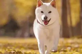 #宠物知识 #狗狗 #人类的朋友 #科普 #猫咪 #抖音动物图鉴 为什么狗被完全驯化，而猫却没有？视频封面