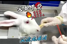 科研干货推送之实验兔灌胃 看到后面才知道视频封面