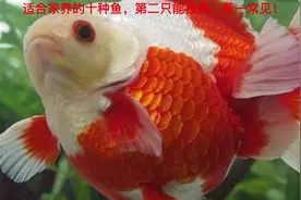 适合家养的十种鱼，第二只能独养，第一常见！#神奇动物在抖音视频封面