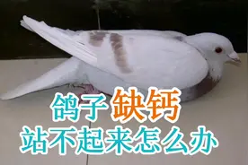 鸽子缺钙站不起来怎么办