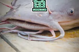 都说鲶鱼这鱼脏！事实真的如此吗？#美食科普 #科普 #粉碎谣言视频封面