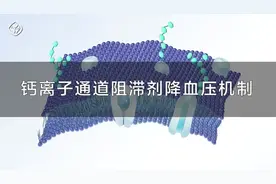 视频演示｜钙离子通道阻滞剂降血压机制（人教社）视频封面