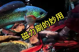 我被雷龙给咬了…#巴卡雷龙