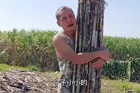 看你个子小小的，怎么绑甘蔗那么大？你们那里挷甘蔗有这么大吗？#甘蔗 #搞笑 视频封面
