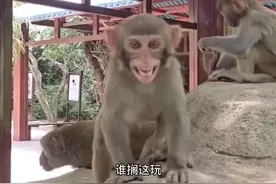 #猴子搞笑配音视频 CC-火星#阜阳方言搞笑配音 （两只猴子修监控）感谢大家的支持@南湾猴岛生态旅游区视频封面
