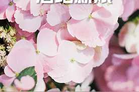 绣球落跑新娘#绣球 #落跑新娘 #有木有花 