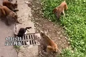 8月26日，辽宁丹东一只猫被10多只猴“围攻”锦江山公园工作人员回应称：总有人故意把猫扔进猴山拍视频，饲养员看到就会解救猫。视频封面