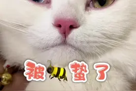 全网第一只被蜜蜂蛰成猪头的小猫咪视频封面