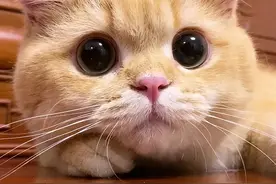 猫咪的半生都在等你回家❤️#萌宠出道计划 #猫 #英国短毛猫 #抖音动物图鉴 #动物故事创编视频封面