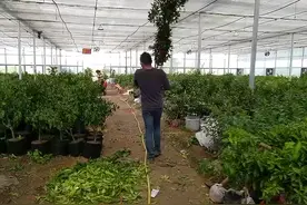 你是不是想在家种杨梅？今天希哥就来科普一下，当下正当红的杨梅品种们之乌梅来咯！#果树 #三农视频封面