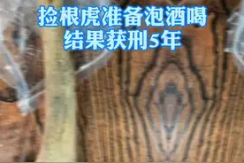 #工厂捡到价值20万虎骨！男子准备用来泡酒喝，结果获刑5年！@抖音短视频视频封面