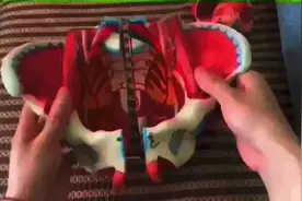 ❤️盆底肌位于骨盆底部，是封闭骨盆的一组肌肉 承托脏器器官视频封面