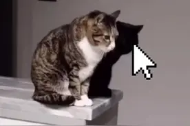 黑猫黑到误以为是影子视频封面