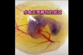 经典重现#抖音小助手 #我要上热门 #奇妙的动物 #龟蛋孵化教程视频封面