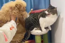 #猫狗双全 希望小猫咪能早点适应这只小狗狗视频封面