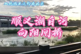 钓遍北京-顺义潮白河向阳闸桥#路亚野钓 #溪流马口 #路亚钓鱼视频封面