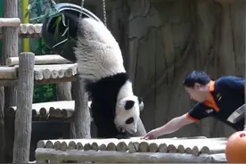 记住哈，暖暖可不是吃货!#熊猫 #国宝#神奇动物在抖音 视频封面
