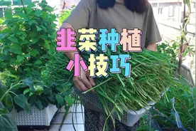 韭菜根种一次能吃十年，分享一个种植小技巧，韭菜长得又快又好看视频封面