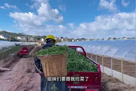 大棚收菜，不要的香菜捡了一车回去视频封面